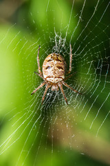 Spider on the web in the sunshine
