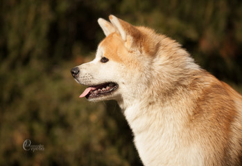 cute canine breed Japanese akita inu portrait