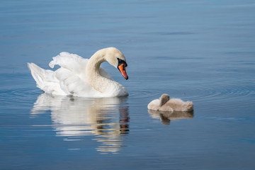 Mute swan