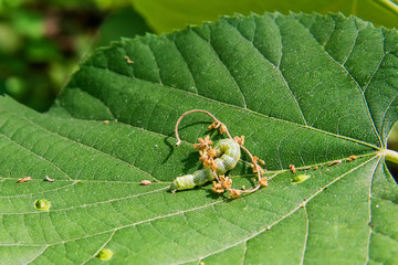 The big green caterpillar on a leaf 