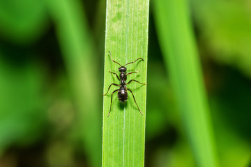 ant on the leaf