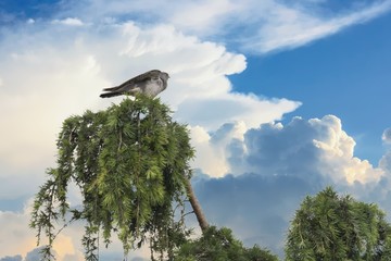 lovely cuckoo on pine tree