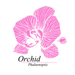 Orchid flower sign, logo. Phalaenopsis blossom. Hand drawn vector illustration isolated on white. - obrazy, fototapety, plakaty