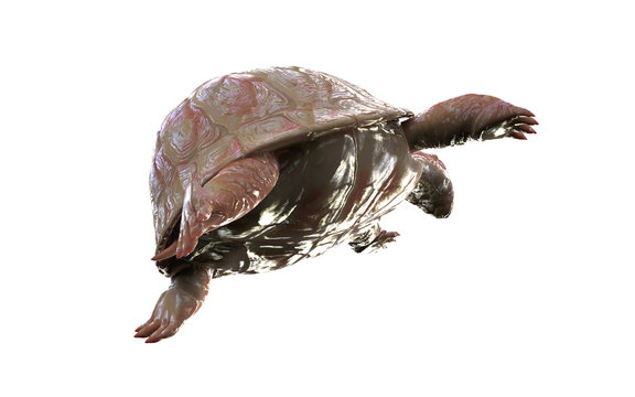 3d Illustration Albino Tortoise Isolate on White Background with Clipping Path. White Turtle.