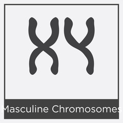 Masculine Chromosomes icon isolated on white background