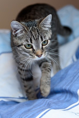 Young, grey tabbed cat is walking on the bed linen