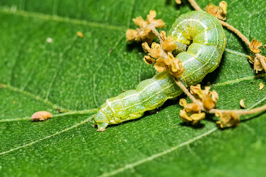 The big green caterpillar on a leaf 