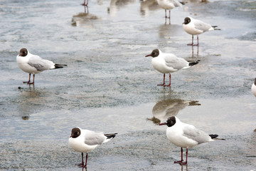 Fototapeta premium seagulls near the sea