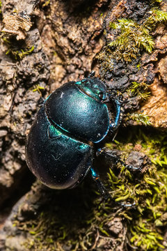 Dung beetle or Oreina sp. Coleoptera (Chrysomelidae) Beetle