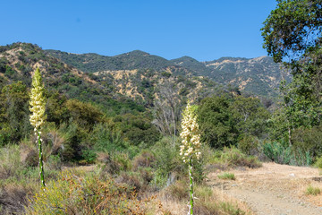 Morning spring day in California hiking mountains