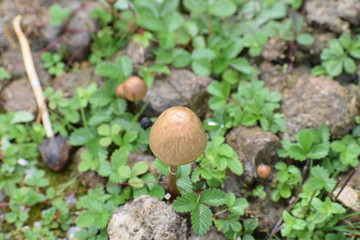Mushroom