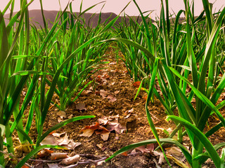 Garlic producing fields