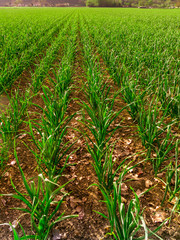Garlic producing fields