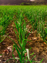 Garlic producing fields