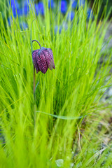 Vertical image of a single Checkered Lily (Fritillaria) in bloom along with bright yellow green leaves
