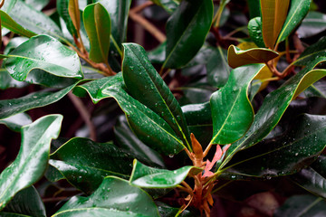 green leaves natural backdrop