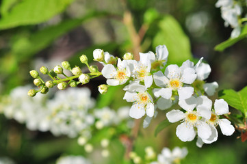 branch of bird cherry in front of blue sky.
