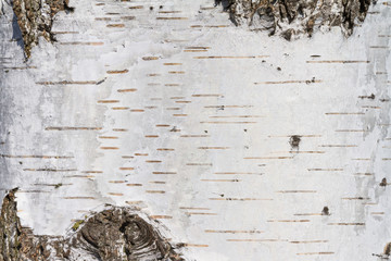 Natural background - the horizontal texture of a real birch bark close-up in springtime