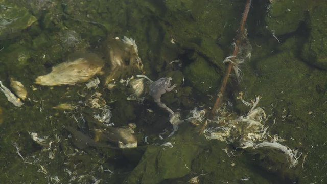 boiled frog in hot springs