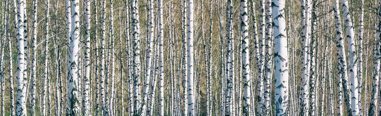 Birch grove on a sunny spring day, landscape banner, huge panorama