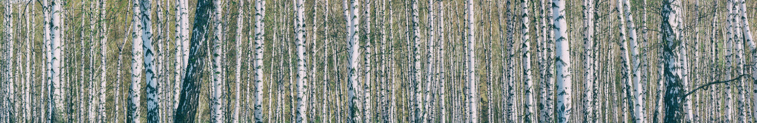 Birch grove on a sunny spring day, landscape banner, huge panorama