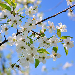 white cherry flowers