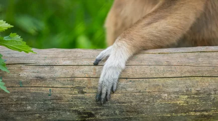 Photo sur Plexiglas Singe monkey's paw at the zoo