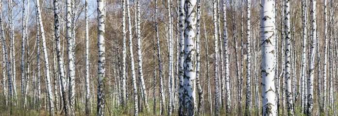 Birch grove on a sunny spring day, landscape banner, huge panorama