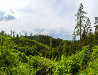 beautiful green forest