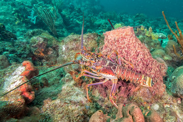 langouste
