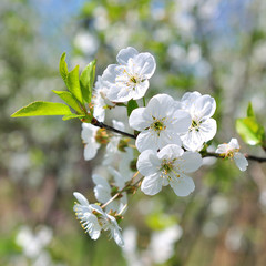 white cherry flowers