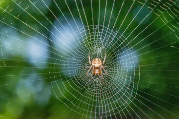 Spider on the web in the sunshine
