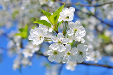 white cherry flowers