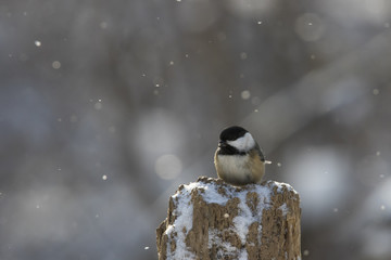 black capped chickadee in winter