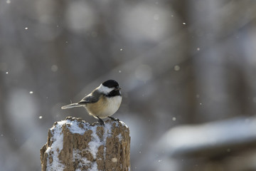 black capped chickadee in winter