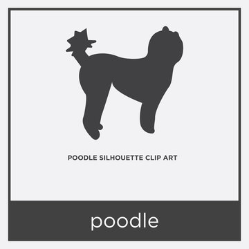 poodle icon isolated on white background