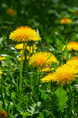 Dandelion flowering close-up