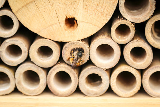 Bienen im Insektenhotel