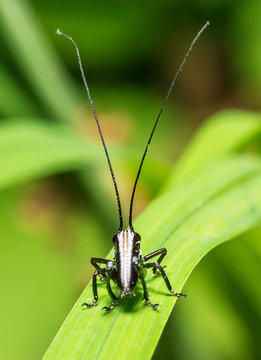 Close-up of grasshopper sitting on grass blade