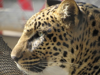 Jaguar safari rancagua chile