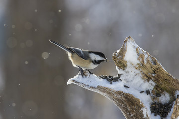 Fototapeta premium black capped chickadee in winter