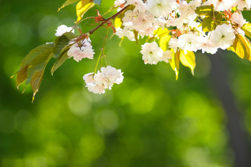 Flowering cherry branches in the sun, pink flowers on a blurry background, sunny morning in the garden, blank for the designer, copy space, natural background with green leaves, toning