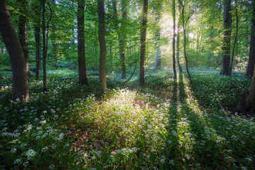 Obraz premium Bärlauchblüte