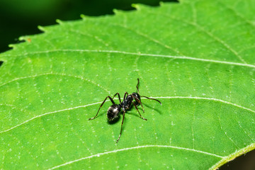 ant on the leaf