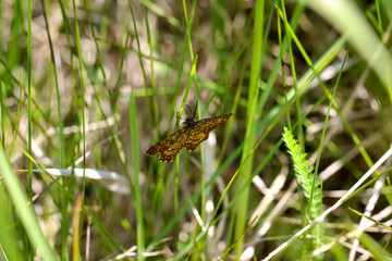 Schmetterling, Tagfalter, Falter, Natur, Europa, Deutschland 