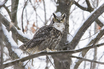 great horned owl (Bubo virginianus) in winter