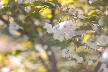 Flowering cherry branches in the sun, pink flowers on a blurry background, sunny morning in the garden, blank for the designer, copy space, natural background with green leaves, toning