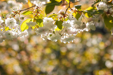 Flowering cherry branches in the sun, pink flowers on a blurry background, sunny morning in the garden, blank for the designer, copy space, natural background with green leaves, toning