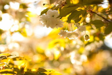 Obraz premium Flowering cherry branches in the sun, pink flowers on a blurry background, sunny morning in the garden, blank for the designer, copy space, natural background with green leaves, toning