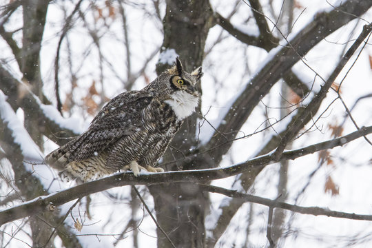 great horned owl (Bubo virginianus) in winter